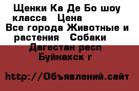 Щенки Ка Де Бо шоу класса › Цена ­ 60 000 - Все города Животные и растения » Собаки   . Дагестан респ.,Буйнакск г.